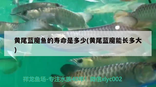 黃尾藍(lán)魔魚的壽命是多少(黃尾藍(lán)魔能長多大) 觀賞魚