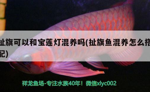 扯旗可以和寶蓮燈混養(yǎng)嗎(扯旗魚混養(yǎng)怎么搭配) 觀賞魚 第2張