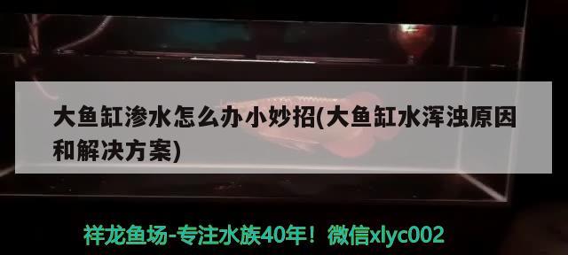 大魚缸滲水怎么辦小妙招(大魚缸水渾濁原因和解決方案) 黃金斑馬魚