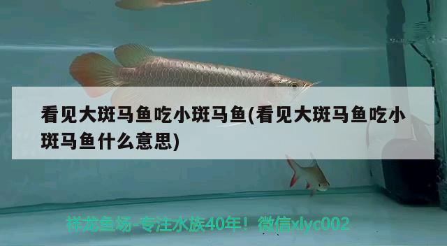 看見大斑馬魚吃小斑馬魚(看見大斑馬魚吃小斑馬魚什么意思)