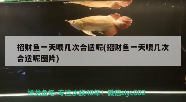 招財魚一天喂幾次合適呢(招財魚一天喂幾次合適呢圖片)