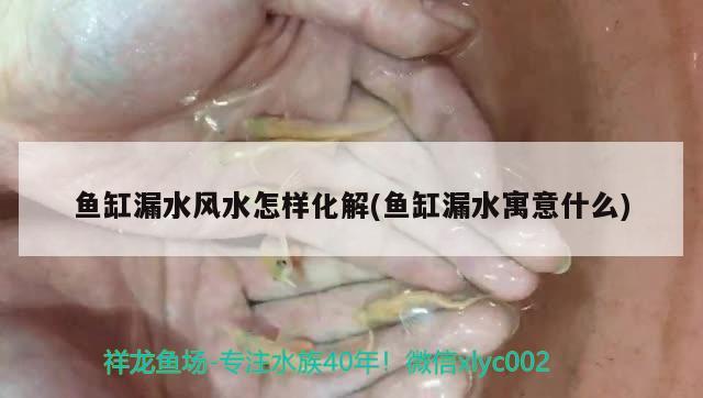 魚缸漏水風(fēng)水怎樣化解(魚缸漏水寓意什么)