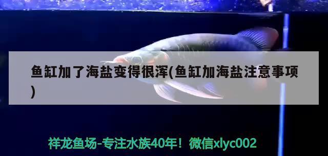 魚缸加了海鹽變得很渾(魚缸加海鹽注意事項(xiàng))