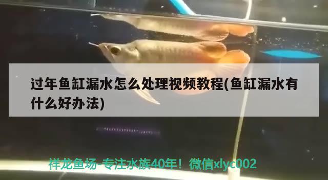 過年魚缸漏水怎么處理視頻教程(魚缸漏水有什么好辦法)