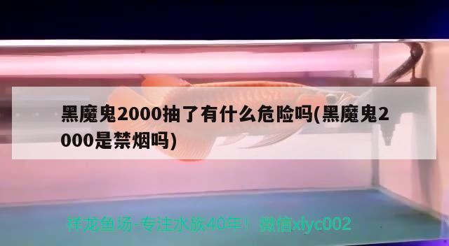 黑魔鬼2000抽了有什么危險嗎(黑魔鬼2000是禁煙嗎)