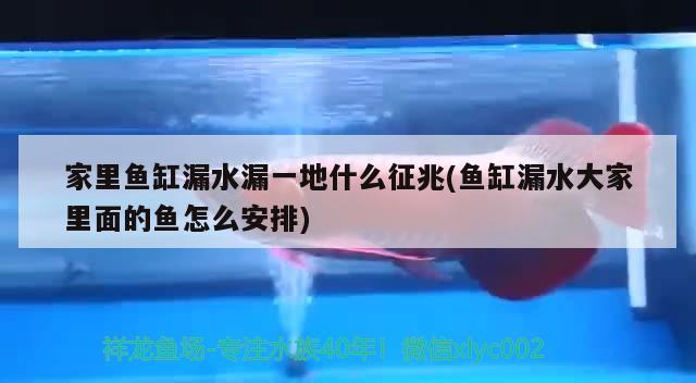 家里魚缸漏水漏一地什么征兆(魚缸漏水大家里面的魚怎么安排) 紅勾銀版魚