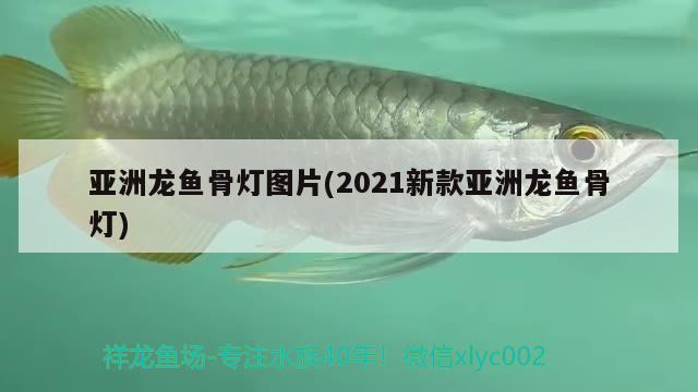 亞洲龍魚骨燈圖片(2021新款亞洲龍魚骨燈) 觀賞魚