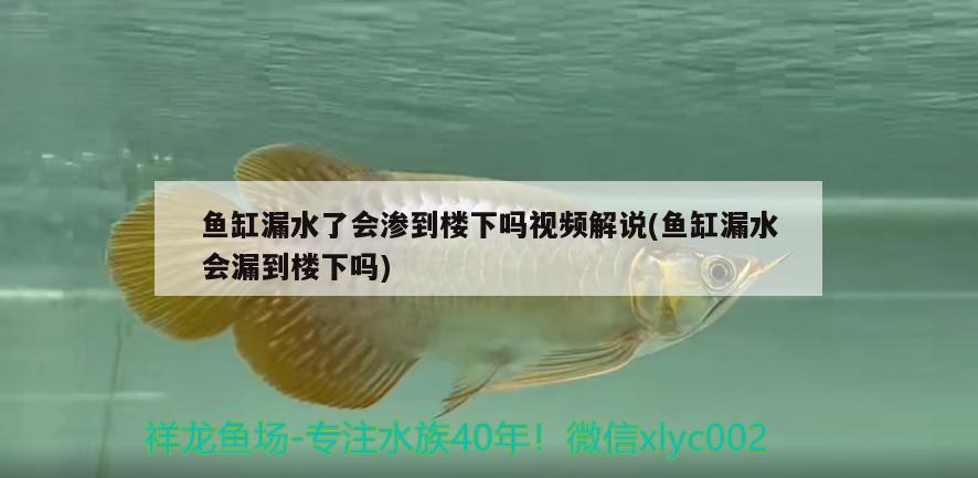 魚(yú)缸漏水了會(huì)滲到樓下嗎視頻解說(shuō)(魚(yú)缸漏水會(huì)漏到樓下嗎)