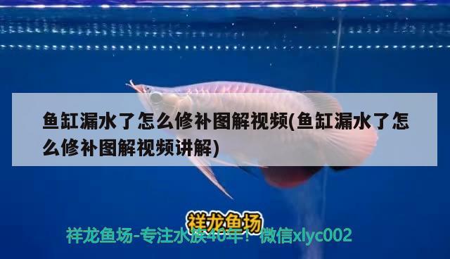 魚缸漏水了怎么修補圖解視頻(魚缸漏水了怎么修補圖解視頻講解) BD魟魚