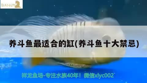 養(yǎng)斗魚最適合的缸(養(yǎng)斗魚十大禁忌) 觀賞魚