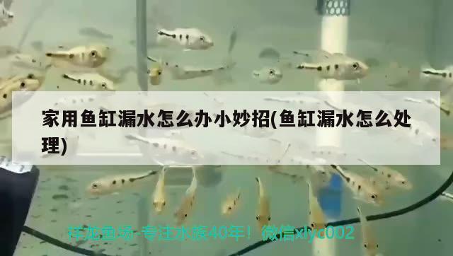 家用魚缸漏水怎么辦小妙招(魚缸漏水怎么處理)