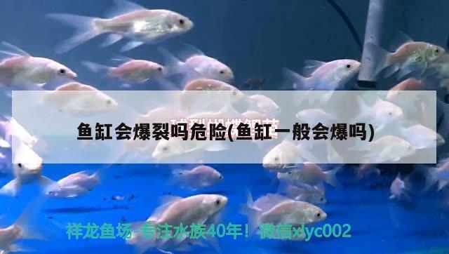 魚缸會爆裂嗎危險(魚缸一般會爆嗎) 南美異型魚