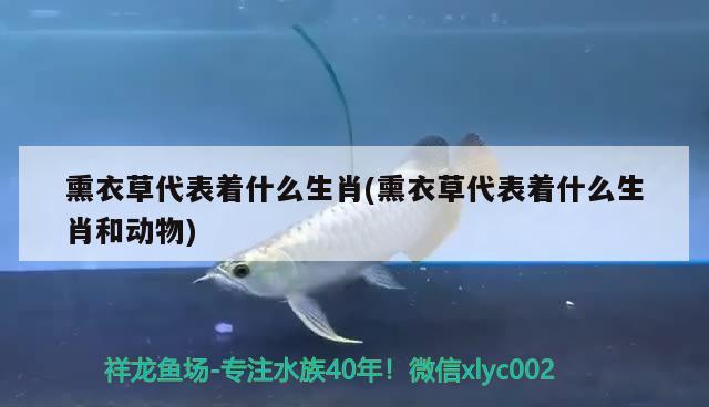 熏衣草代表著什么生肖(熏衣草代表著什么生肖和動物) 觀賞魚