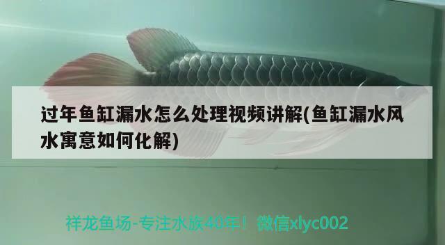 過(guò)年魚缸漏水怎么處理視頻講解(魚缸漏水風(fēng)水寓意如何化解)