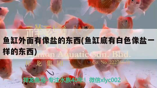 魚缸外面有像鹽的東西(魚缸底有白色像鹽一樣的東西) 廣州水族批發(fā)市場(chǎng)