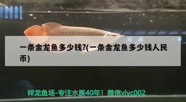 一條金龍魚多少錢?(一條金龍魚多少錢人民幣) 觀賞魚