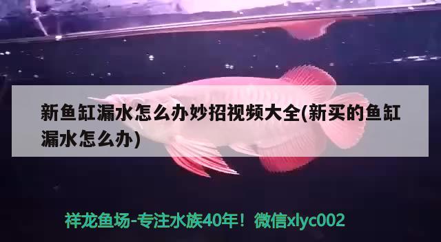 新魚(yú)缸漏水怎么辦妙招視頻大全(新買(mǎi)的魚(yú)缸漏水怎么辦)