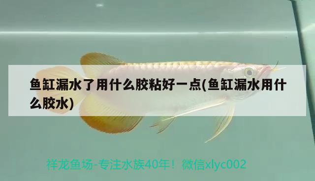 魚缸漏水了用什么膠粘好一點(diǎn)(魚缸漏水用什么膠水) 其他益生菌