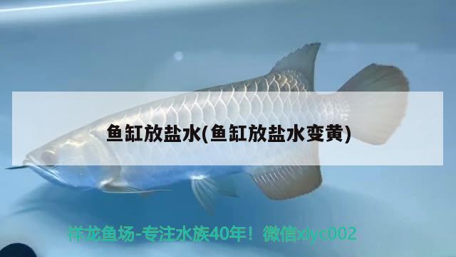 魚缸放鹽水(魚缸放鹽水變黃)