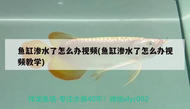 魚缸滲水了怎么辦視頻(魚缸滲水了怎么辦視頻教學(xué))