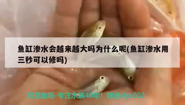 魚缸滲水會(huì)越來越大嗎為什么呢(魚缸滲水用三秒可以修嗎) 廣州龍魚批發(fā)市場