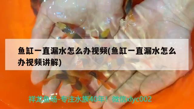 魚缸一直漏水怎么辦視頻(魚缸一直漏水怎么辦視頻講解)