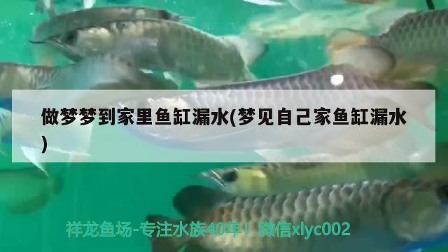 做夢夢到家里魚缸漏水(夢見自己家魚缸漏水) 羽毛刀魚苗