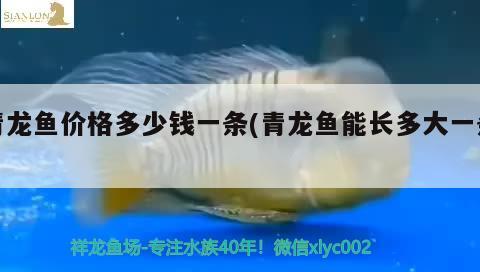 青龍魚價(jià)格多少錢一條(青龍魚能長多大一條) 青龍魚