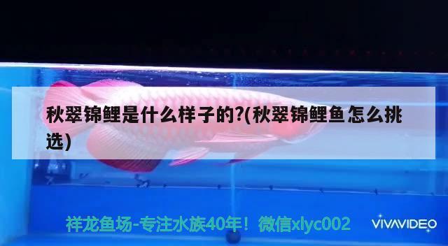 秋翠錦鯉是什么樣子的?(秋翠錦鯉魚(yú)怎么挑選)