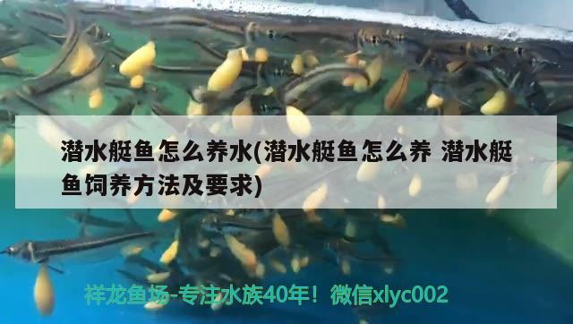 潛水艇魚怎么養(yǎng)水(潛水艇魚怎么養(yǎng)潛水艇魚飼養(yǎng)方法及要求) 潛水艇魚