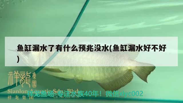 魚缸漏水了有什么預(yù)兆沒水(魚缸漏水好不好) 銀河星鉆魚