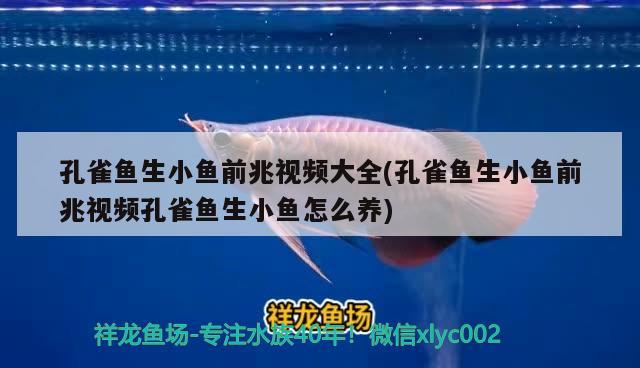 孔雀魚生小魚前兆視頻大全(孔雀魚生小魚前兆視頻孔雀魚生小魚怎么養(yǎng)) 觀賞魚