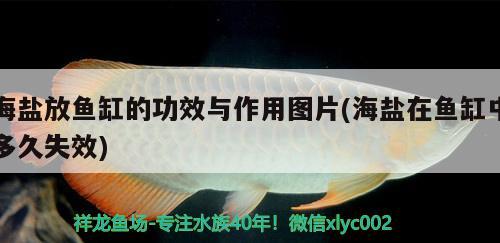 海鹽放魚缸的功效與作用圖片(海鹽在魚缸中多久失效)