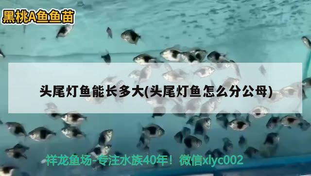 頭尾燈魚能長多大(頭尾燈魚怎么分公母)