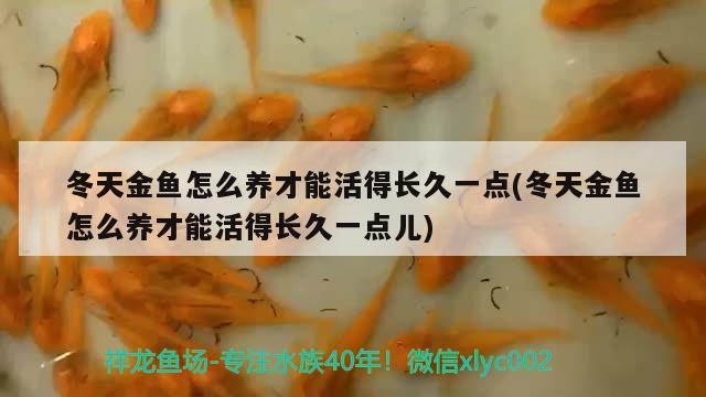 冬天金魚怎么養(yǎng)才能活得長久一點(diǎn)(冬天金魚怎么養(yǎng)才能活得長久一點(diǎn)兒)