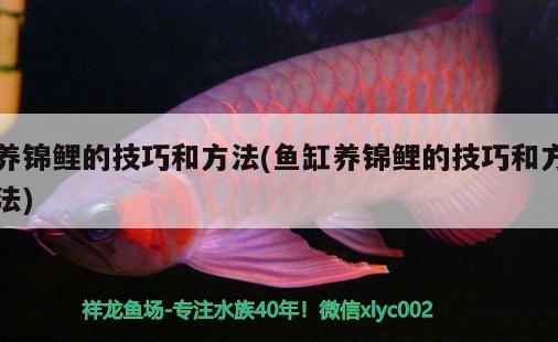 養(yǎng)錦鯉的技巧和方法(魚缸養(yǎng)錦鯉的技巧和方法)