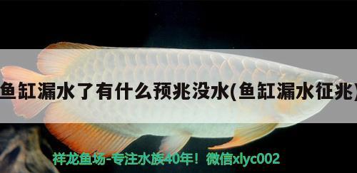 魚缸漏水了有什么預(yù)兆沒水(魚缸漏水征兆) 豬鼻龜