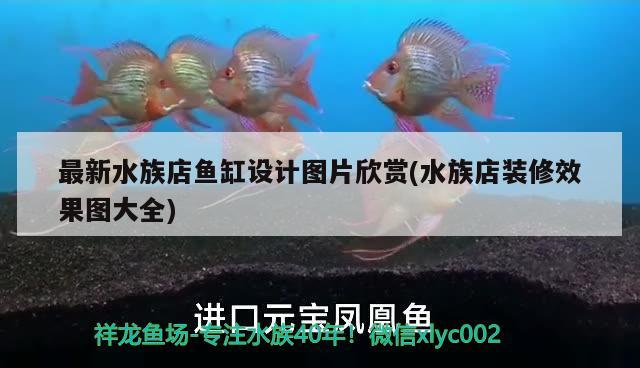 最新水族店魚(yú)缸設(shè)計(jì)圖片欣賞(水族店裝修效果圖大全) 觀(guān)賞蝦蟹等飼料