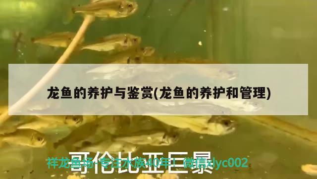 龍魚的養(yǎng)護(hù)與鑒賞(龍魚的養(yǎng)護(hù)和管理)