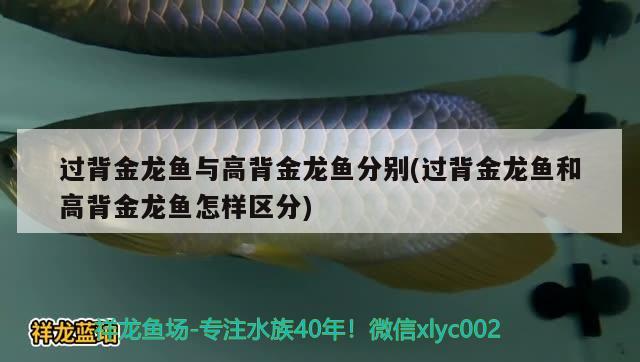 過背金龍魚與高背金龍魚分別(過背金龍魚和高背金龍魚怎樣區(qū)分)