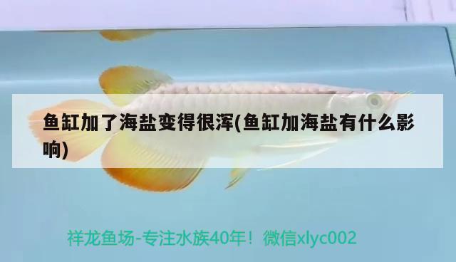 魚缸加了海鹽變得很渾(魚缸加海鹽有什么影響)