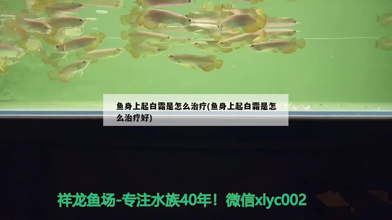 魚身上起白霜是怎么治療(魚身上起白霜是怎么治療好) 觀賞魚