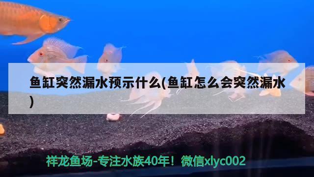 魚缸突然漏水預(yù)示什么(魚缸怎么會突然漏水)