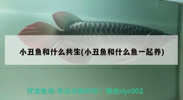 小丑魚和什么共生(小丑魚和什么魚一起養(yǎng)) 海水魚