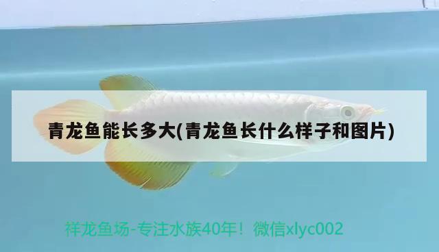 青龍魚能長多大(青龍魚長什么樣子和圖片) 青龍魚