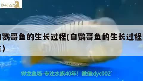 白鸚哥魚的生長過程(白鸚哥魚的生長過程圖片)