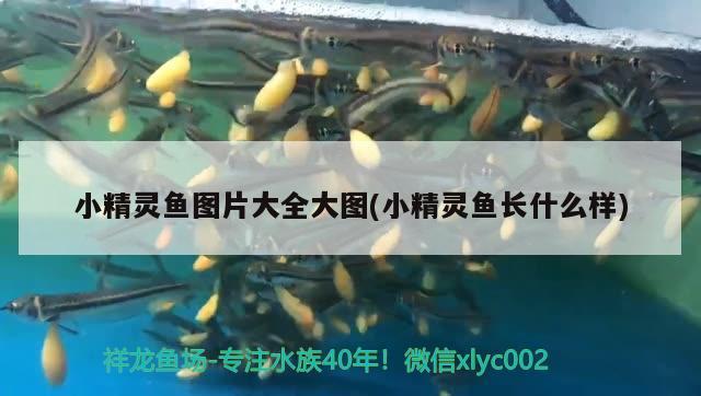 小精靈魚圖片大全大圖(小精靈魚長什么樣)