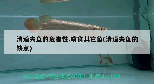 清道夫魚的危害性,啃食其它魚(清道夫魚的缺點(diǎn))