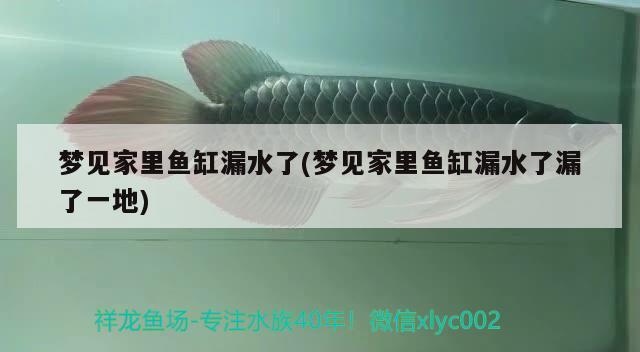 夢(mèng)見(jiàn)家里魚(yú)缸漏水了(夢(mèng)見(jiàn)家里魚(yú)缸漏水了漏了一地)