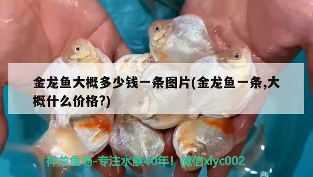 金龍魚大概多少錢一條圖片(金龍魚一條,大概什么價(jià)格?) 觀賞魚